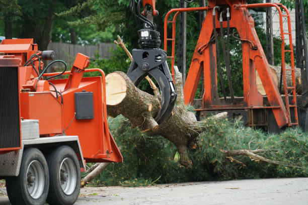 Best Emergency Tree Removal  in Morris, IL